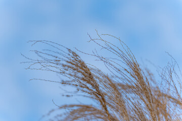 Fototapeta premium A bunch of dry grass blowing in the wind. The grass is brown and the sky is blue
