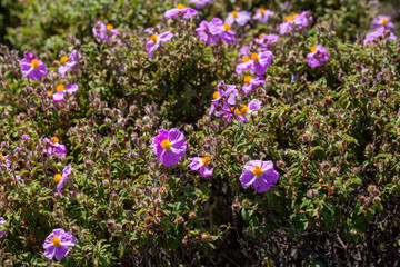 Fototapeta premium Laden; It is a plant species with white or pink flowers that make up the Cistus genus of the Cistaceae family.