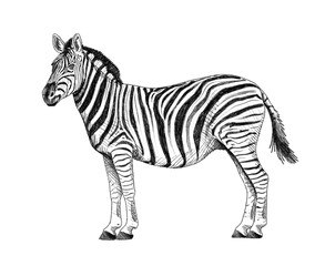 Obraz premium Graphite animal sketch, zebra, stripes, horse, no background, digital, savanna, mammal, PNG, Black and white, pencil, cute, realistic, backgroundless 
