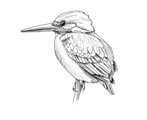 Obraz premium Graphite animal sketch, kingfisher, bird, fisher, no background, digital, water, flying, blue, orange, PNG, Black and white, pencil, cute, realistic, backgroundless 