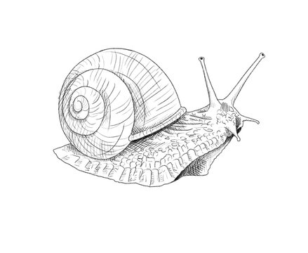 Graphite animal sketch, sanil, shell, slug, no background, digital, land, hermaphrodite, conch, PNG, Black and white, pencil, cute, realistic, backgroundless	