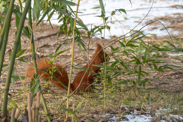 Fototapeta premium A squirrel is eating leaves from a bamboo plant. The leaves are green and the plant is tall