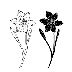 Botanical sketch, silhouette of spring daffodils. Vector graphics.