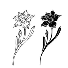 Botanical sketch, silhouette of spring daffodils. Vector graphics.