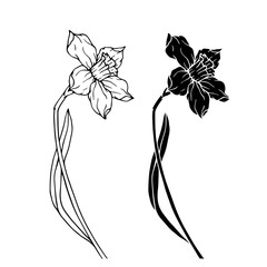 Botanical sketch, silhouette of spring daffodils. Vector graphics.