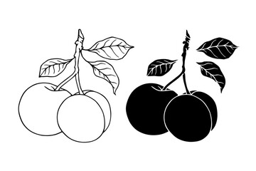 Line sketch, silhouette of a seasonal plum fruit. Vector graphics.