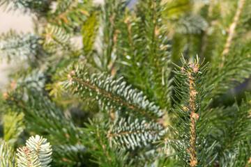 A tree with green leaves and brown tips. The tree is in the foreground