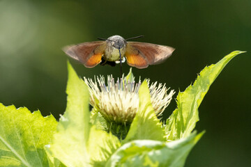 Taubenschwänzchen im Flug © Aloisia