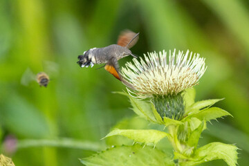 Taubenschwänzchen an der Blüte einer Kohldistel © Aloisia