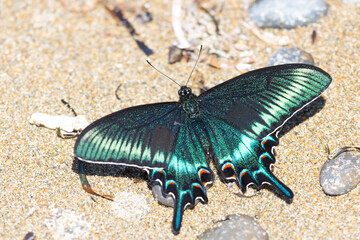 Papilio maackii butterfly sits on the sand