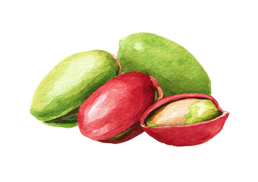 Watercolor illustration of pili nuts, some with shells open, set against a black background