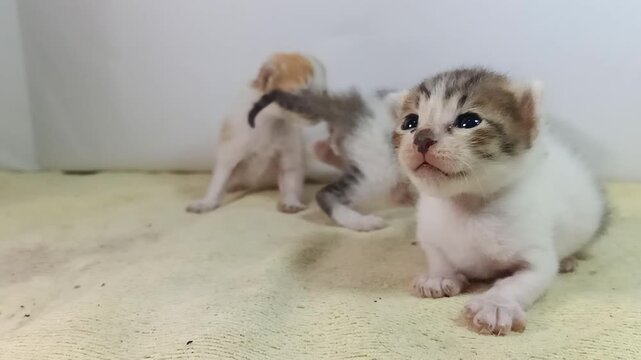 A 12-day-old neonatal kitten stands unsteadily and looks around inside an indoor nest while two siblings move in the background, capturing early motor coordination and natural litter development behav