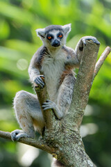ring tailed lemur © Luis