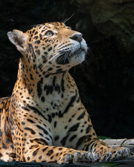 Leopard © Luis
