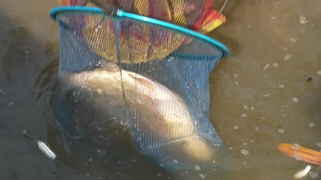 Close up of fishermen pull the carps out of the pond. Slow motion.