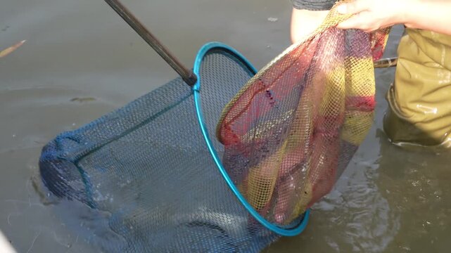 Close up of fishermen pull the carps out of the pond. Slow motion.