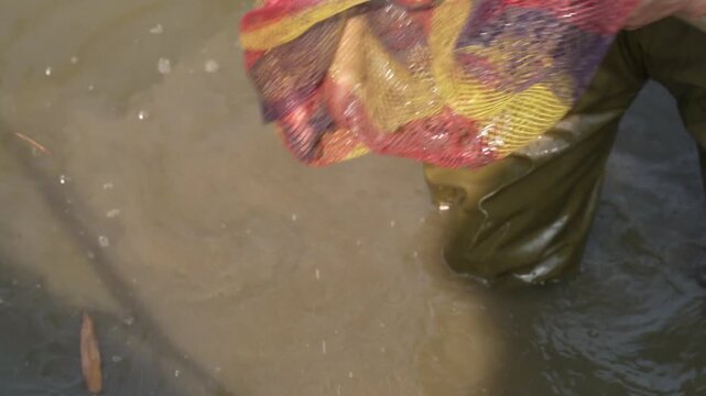 Close up of fishermen pull the carps out of the pond. Slow motion.
