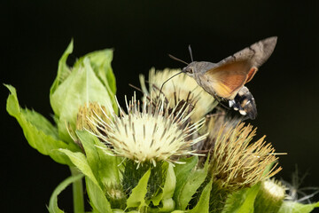 Taubenschwänzchen an Kohldistel © Aloisia