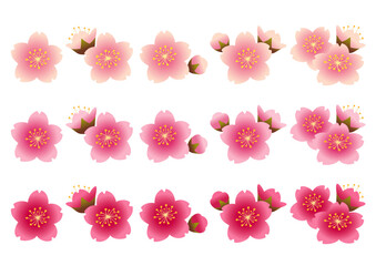 ピンクや白の桜の花の花びらや蕾のセット
