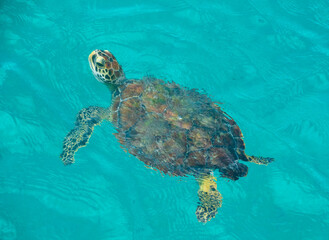 Fototapeta premium Young green sea turtle (Chelonia mydas) in the waters of the Caribbean sea