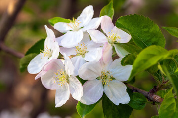 Fototapeta premium Apple Tree in Bloom in Spring Garden