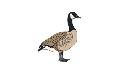Fototapeta premium A detailed vector illustration of a single Canada goose standing in profile on a clean isolated white background.