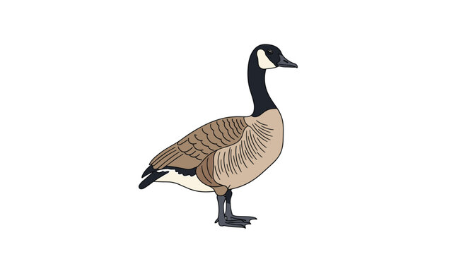 A detailed vector illustration of a single Canada goose standing in profile on a clean isolated white background.
