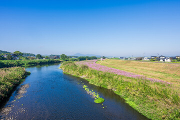 Obraz premium 空を映し、花に語らう。 「風が運ぶ、コスモスのメロディ。あの日渡った、光の散歩道。」 菊池市七城町(七城コスモブリッジ) Reflecting the sky, speaking to the flowers. 