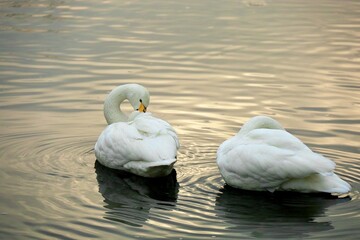 羽繕いをする夕方の白鳥