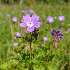 Fototapeta premium A vibrant image shows a single purple flower in focus, with several blurred blooms scattered in the background, creating a depth-of-field effect