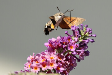 Taubenschwänzchen an Schmetterlingsflieder © Aloisia