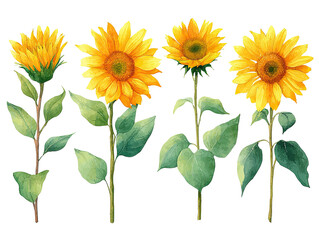 Watercolor illustration of four sunflowers at varying stages of bloom, isolated on black