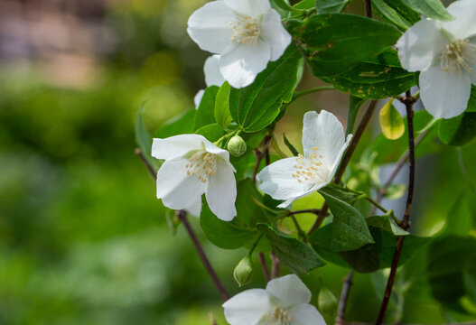 Philadelphus pubescens Loisel., flowering white and fragrant mock-orange bush.