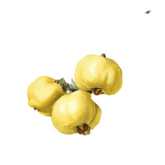 Close-up of three bright yellow, round fruits with irregular shapes and green stems