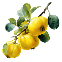 Watercolor painting of ripe yellow fruits with green leaves attached to a branch
