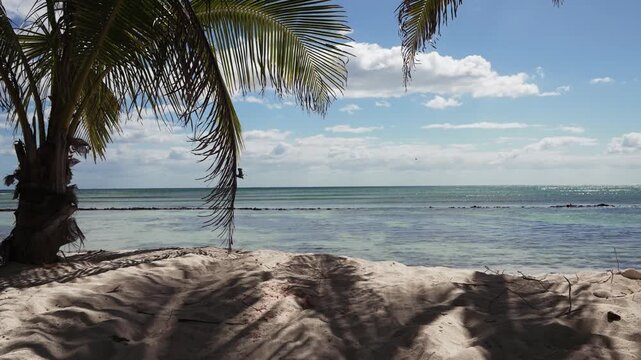 A pelican flies out of the ocean with a palm tree and a sandy shore in the foreground, and water and beautiful blue skies in the background.