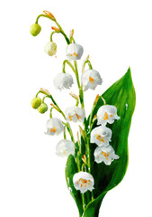 Close-up view of delicate lily of the valley blossoms with a single large, vibrant green leaf