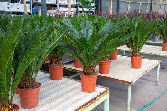 Palm tree - Cycas revoluta, a valuable ornamental plant species from the Cycadaceae family.