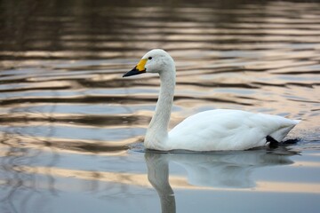 夕方のコハクチョウ
