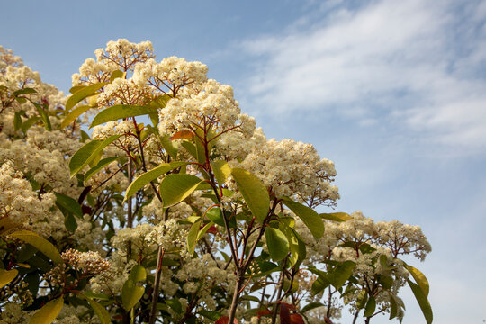 Photinia Glabra" Images  Browse 625 Stock Photos, Vectors, and Video |  Adobe Stock
