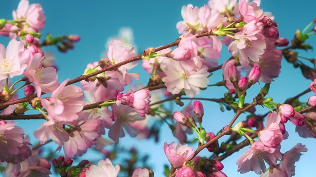 Time lapse closeup of beautiful pink blooming cherry blossoms on branches, with blue background