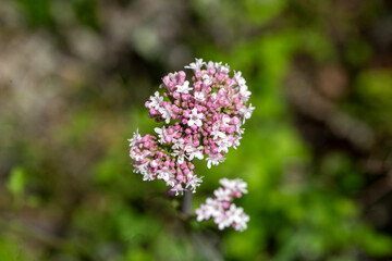Pink flowers of valerian (Valeriana officinalis) plant.