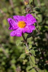Laden; It is a plant species with white or pink flowers that make up the Cistus genus of the Cistaceae family.
