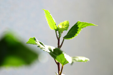 Obraz premium green leaves on a branch