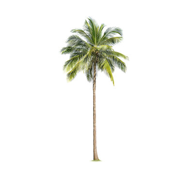 Green palm tree isolated on transparent background with clipping path, single palm tree with clipping path and alpha channel. are Forest and foliage in summer for both printing and web pages.