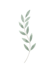 Fototapeta premium Watercolor twig plant botanical element. Leaf spring summer floral illustration. Art for wedding invitation, greeting card, nature design, banner