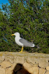 Fototapeta premium Seagull resting on a rustic stone wall 