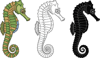 Seahorse illustration set in color, outline, and solid styles isolated for marine life, ocean wildlife, nautical design, and aquatic nature concepts © Hello World