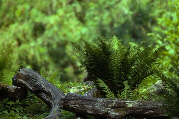 Lush green fern growing in a wild forest next to fallen mossy tree trunks. Concept of untouched nature and woodland ecosystem. © Petr Škorňák