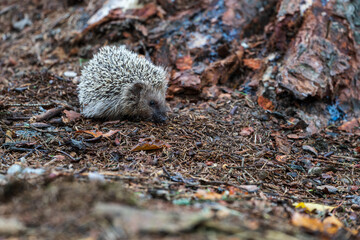 European hedgehog (Erinaceus europaeus) walking in forest. The west European hedgehog is native to Europe and can survive across a wide range of habitats. © Rudolf